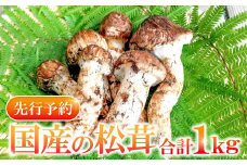 国産まつたけ　1㎏【先行予約 野菜 きのこ キノコ 松茸 まつたけ マツタケ 1kg 朝どれ 松茸ごはん 焼きまつたけ 土瓶蒸し すき焼き 期間限定 季節限定 早期予約 冷蔵 10月～11月初旬発送】