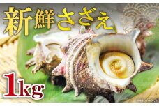 日本海の新鮮さざえ　1kg【サザエ 魚介類 魚貝類 貝類 さざえ 新鮮 日本海 山陰沖 佃煮 つぼ焼き おつまみ 冷蔵】