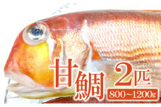 甘鯛(2匹)　800ｇ～1.2㎏【甘鯛 鯛 タイ 2匹 800g～1200g 白身魚 高級 煮つけ 焼き魚 鮮魚 魚介類 食材 食品 グジ 新鮮 旬 魚 10月頃～2月頃発送】