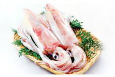 日本海の新鮮いか　500g【魚貝類 魚介類 イカ あおりいか やりいか 真いか 白いか 甲いか 旬なもの 新鮮 冷蔵】