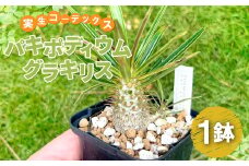 実生コーデックス(塊根植物)パキポディウムグラキリス1鉢【数量限定 観葉植物 鉢植 塊根植物 球根植物 インテリア 新生活 一人暮らし 単身赴任 模様変え 家庭用 記念日 プレゼント オリジナル培養土】