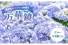 島根県オリジナルアジサイ「万華鏡」ブルー(5寸鉢)　1鉢【季節限定 期間限定 数量限定 予約 花 鉢花 鉢 アジサイ あじさい 紫陽花 青色 万華鏡】