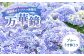 島根県が開発した品種で、日本一の称号を得たアジサイです。
