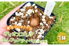 実生コーデックス(塊根植物) ディオスコレアエレファンティペス1鉢【ディオスコレアエレファンティペス（亀甲竜）1鉢 数量限定 観葉植物 鉢植 塊根植物 球根植物 インテリア 新生活 一人暮らし 単身赴任 模様変え 家庭用 記念日 プレゼント オリジナル培養土】