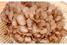 朝採れ株舞茸 約1.2kg（約400g×3株）【野菜 きのこ キノコ 舞茸 まいたけ マイタケ 約1.2kg 約400g 3株 朝採れ 美味しい おいしい 健康食材】