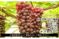 ※発送期日をよくご確認のうえ、ご寄附ください。