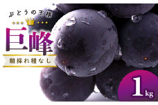 【先行予約】朝採れ種なしぶどう 巨峰 1kg【巨峰 1kg 種なし 先行予約 ぶどう きょほう ブドウ 葡萄 1.0kg たねなし 朝採れ 冷蔵 果物 くだもの フルーツ 期間限定 季節限定 早期予約 8月発送】