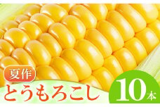 ［夏作］朝採れとうもろこし　10本【先行予約 朝採れ とうもろこし 10本 早期予約 期間限定 季節限定 お土産 野菜 やさい 夏野菜 夏 トウモロコシ】