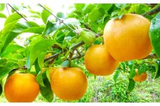訳あり赤梨　5～10玉 2kg（家庭用・規格外）【梨 幸水 豊水 新興 新高 瑞秋 先行予約 数量限定 季節限定 不揃い わけあり おまかせ 益田産 なし 赤梨 くだもの 果物】