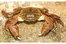 水質日本一常連の清流 高津川　天然川がに 500g【季節限定 川がに ツガニ 蟹 もくずがに モクズガニ みそ コク 塩ゆで かに汁 一級河川】