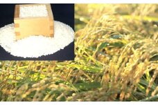 【先行予約】きぬむすめ 10kg【米 10kg 先行予約 2025年産 令和7年産 白米 ごはん お米 10キロ】