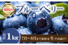 朝採れブルーベリー【ブルーベリー ぶるーべりー 1kg 朝採れ 生食 冷蔵 果物 くだもの フルーツ 産地直送 期間限定 季節限定 早期予約】