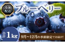 冷凍ブルーベリー【ブルーベリー ぶるーべりー 1kg 冷凍 冷凍ブルーベリー 果物 くだもの フルーツ 産地直送 期間限定 季節限定 早期予約】