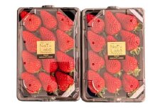 益田のいちご ほしうらら【いちご 苺 イチゴ ストロベリー strawberry 果物 くだもの フルーツ 益田いちご ほしうらら ギフト 冷蔵 先行予約 期間限定 季節限定 数量限定 早期予約 島根県 益田市】