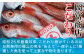 お刺身用の極上の魚をあえて一夜干しに！