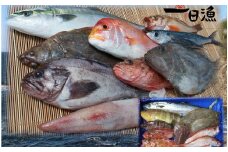 『おおだ一日漁』旬の鮮魚詰め合わせ【島根県産 大田市産 旬 鮮魚 最高級 下処理済 魚 貝 魚介類 海鮮 お楽しみ 詰め合わせ セット 刺身 煮つけ 揚げ物 冷蔵】