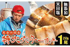 特大 あなご一夜干し 1尾 250g 「天女の羽衣」【穴子 一夜干し 250g 穴子干物 魚介類 魚 アナゴ 干物 特大 50cm 無添加 天日塩 新鮮 冷凍 真空パック 贈答 ギフト 父の日 母の日】