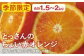 ブラッドオレンジ（タロッコ種）×1箱（合計1.5～2kg）