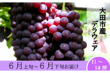 デラウェア（２ｋｇ）【ぶどう 葡萄 デラウェア 2kg フルーツ 果物 くだもの ブドウ 季節限定 期間限定 デザート ご褒美】