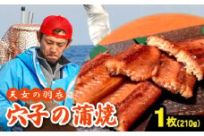 あなご 蒲焼 1枚 210g 天女の羽衣【210g 穴子蒲焼き 魚介類 魚 穴子 アナゴ 蒲焼き 仕込み醬油 タレ付き 山椒付き 新鮮 冷凍 真空パック 贈答 ギフト プレゼント 父の日 母の日】