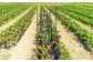 太陽光消毒をして害虫・雑草を除去した露地栽培のビーツですので安心してお召し上がり頂けます。
