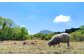 KASAGI wool textilesでは、「ひつじから製品まで」を掲げ、羊の飼育から販売まで手掛けています。