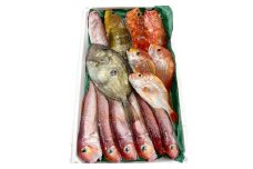旬の鮮魚ＢＯＸお任せセット（梅）【鮮魚 約5kg 冷蔵 旬 魚 さかな 天然 天然魚 新鮮 地魚 産地直送 水揚げ次第発送 おまかせ セット 詰め合わせ お取り寄せ 大田市 和江漁港】