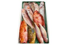 旬の鮮魚ＢＯＸお任せセット（竹）【鮮魚 約5kg 冷蔵 旬 魚 さかな 天然 天然魚 新鮮 地魚 産地直送 水揚げ次第発送 おまかせ セット 詰め合わせ お取り寄せ 大田市 和江漁港】