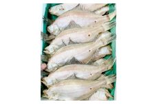 水揚げ直後！干しカレイ(６枚入り)【干物 カレイ かれい 6枚 魚 さかな 旬 エテカレイ 干しカレイ 国産 無添加 水揚げ直後 冷蔵 ノンフローズン 季節限定 大田市】