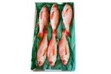 中サイズ！極上のどぐろ（水揚げ次第発送）【のどぐろ あかむつ ノドグロ 2尾 魚 さかな 旬 国産 高級魚 地魚 水揚げ直後 新鮮 冷蔵 ノンフローズン お取り寄せ 季節限定 大田市】