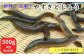 やすぎどじょう500g（女子高生制作どじょう料理レシピBOOK付き）