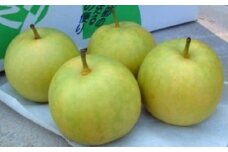 二十世紀梨 5kg【先行受付 2025年発送 梨 なし ナシ 20世紀 美味しい みずみずしい 期間限定 先行予約】