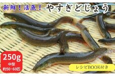 やすぎどじょう250g（女子高生制作どじょう料理レシピBOOK付き）【どじょう 活魚 生きたまま 食用 養殖 やわらかい 弾力 クセがない レシピ付き 魚 美味しい 栄養 食べやすい 新鮮 島根県 安来市】【価格変更】