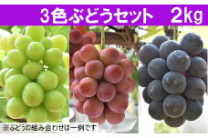 【先行受付】 3色ぶどうセット 2kg 【3～4房 ピオーネ 巨峰 クインニーナ 安芸クイーン シャインマスカット 瀬戸ジャイアンツ ランダム お任せ 先行 予約 フルーツ 島根県 安来市】