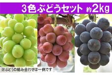 【先行受付】 3色ぶどうセット 約2kg 【3～4房 ピオーネ 巨峰 クインニーナ 安芸クイーン シャインマスカット 瀬戸ジャイアンツ ランダム お任せ 先行 予約 フルーツ 島根県 安来市】