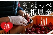 いちご 紅ほっぺ 2パックセット［島根県安来産　完熟いちご］【予約 完熟 苺 イチゴ 島根県産 甘い 人気 特産品 高級 フルーツ デザート 】