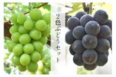 【先行受付】 2色詰め安来ぶどう詰合せ 約1.4kg【2～3房 ピオーネ 巨峰 クインニーナ 安芸クイーン シャインマスカット 瀬戸ジャイアンツ 2種 お任せ 旬 詰め合わせ 先行 予約 冷蔵配送 フルーツ 島根県 安来市】