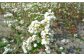 そばの花