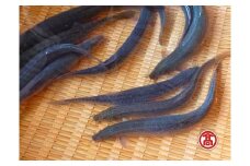 どじょう　活魚　［髙島屋選定品］【ドジョウ どじょう  生きたまま 600g 骨 やわらかい 活魚 食用 魚 美味しい 栄養 健康 食べやすい 新鮮 島根県 安来市】