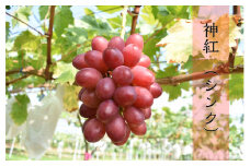【先行受付】 神紅 2房【島根県オリジナルぶどう 数量限定 希少 ぶどう 種なし 皮ごと しんく 甘い 高糖度 先行 予約 幻のぶどう 島根県 オリジナル 品種 安来市】