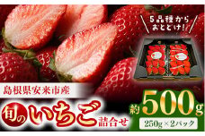 【先行予約】農場長厳選の美味しいいちご 500g【250g×2パック 苺 詰め合わせ いちご イチゴ 果物 フルーツ 甘味 甘酸っぱい かおり野 紅ほっぺ よつぼし スターナイト やよいひめ おやつ 島根県 安来市産 安来市】