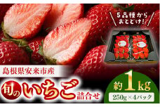  【先行予約】農場長厳選の美味しいいちご 1000g【250g×4パック 苺 詰め合わせ 厳選 フルーツ 果物 かおり野 紅ほっぺ よつぼし スターナイト やよいひめ 甘味 セット 化粧箱 島根県 安来市 安来市産】