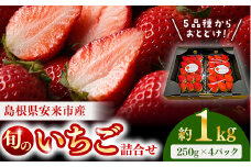  【先行予約】農場長厳選の美味しいいちご 1000g【250g×4パック 苺 詰め合わせ 厳選 フルーツ 果物 かおり野 紅ほっぺ よつぼし スターナイト やよいひめ 甘味 セット 化粧箱 島根県 安来市 安来市産】