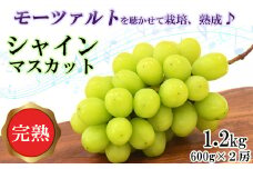 【先行受付】シャインマスカット 600g × 2房 【1.2kg ぶどう ブドウ 葡萄 2025 予約 先行予約 種なし 皮ごと 甘い 完熟 フルーツ おすすめ 旬 お取り寄せ 島根県 安来市】