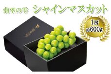 <翡翠の雫>シャインマスカット 1房約600g×1【JU米子髙島屋選定品】  ギフト 高級 予約 ぶどう  皮ごと 種なし 果物 フルーツ 樹上完熟 完熟 こだわり マスカット 朝採れ 島根県 安来市