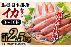 鮮魚セットC【剣先イカ 8～10杯 約2.5kg】｜ 送料無料 イカ 島根 山陰 日本海産 魚介類 魚貝類 海産 海産物 いか 鮮魚 剣先イカ ヤリイカ けんさきいか やりいか 焼イカ おかず つまみ 下処理済 煮付け 刺身 さしみ 厳選｜【YM-3】