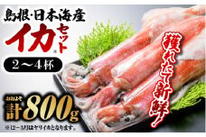 鮮魚セットE【イカ 2～4杯 約800g】｜送料無料 イカ いか 剣先イカ 白イカ 真イカ 島根 山陰 日本海産 魚介類 魚貝類 海産 海産物 おかず 下処理済 煮付け 刺身 さしみ 鮮魚 新鮮 せんぎょ 厳選｜【YM-5】
