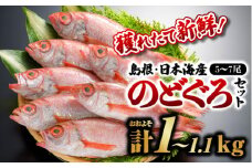 鮮魚セットF【のどぐろ5～7尾(約1kg～1.1kg)】【YM-6】｜漁解禁 受付再開 送料無料 のどぐろ ノドグロ 魚 さかな 焼き魚 島根 山陰 日本海産 魚介類 魚貝類 海産 海産物 おかず 下処理済 煮付け 刺身 さしみ 鮮魚 新鮮｜お届け：8月下旬～翌年5月末(6月～8月下旬まで禁漁のため)