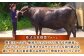 牛肉 和牛 黒毛和牛 贈答 お祝い 国産 SDGs