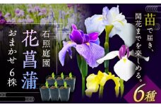 【4月〜11月発送】花しょうぶ（ジャパン アイリス）の苗 おまかせ6株 島根県雲南市/石照庭園 [AIAC001]